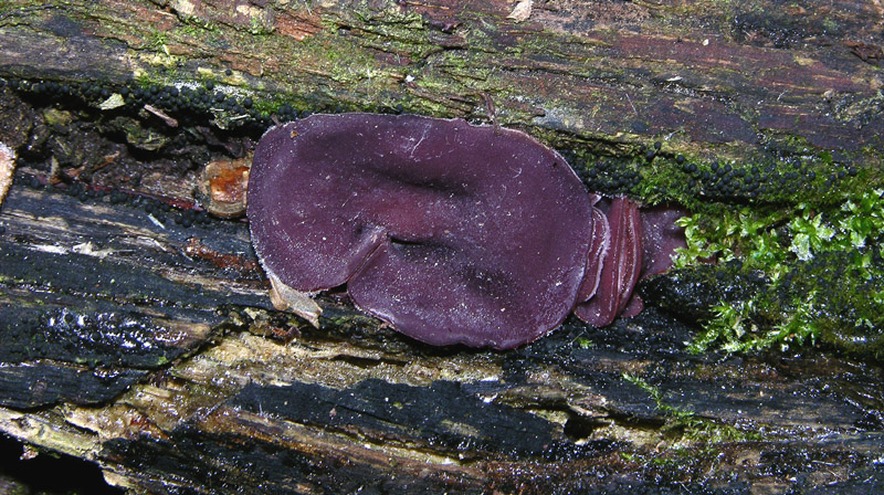 Ascocoryne sarcoides/cylichnium...